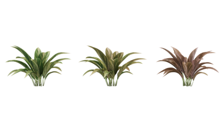 3D Model of a Bromeliad Plant in Three Different Colors