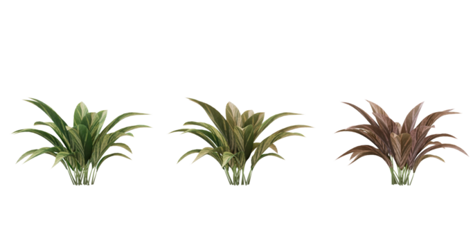 3D Model of a Bromeliad Plant in Three Different Colors