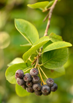 Black chokeberry or Aronia melanocarpa (Michx.) Elliot Rosaceae berries fruits on shrub