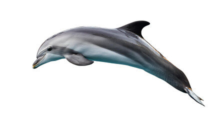 Dolphin Isolated on transparent Background, PNG.