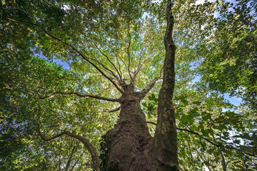 A Lush Green Tree Canopy Can Be Found Under the Bright Beautiful Wide Blue Sky Above Us