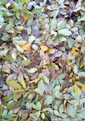 Texture of fallen yellow leaves