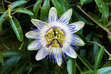 The Passion Flower is in Full Bloom, Surrounded by Lush Green Leaves Creating a Scene