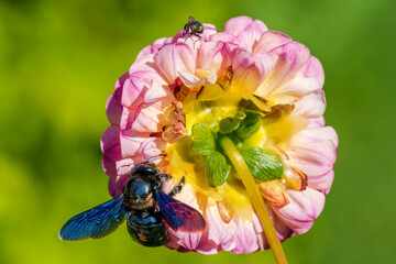 A Beautiful Insect, Xylocopa violacea, Blue Carpenter, Delicately Pollinating a Vibrant Flower in...