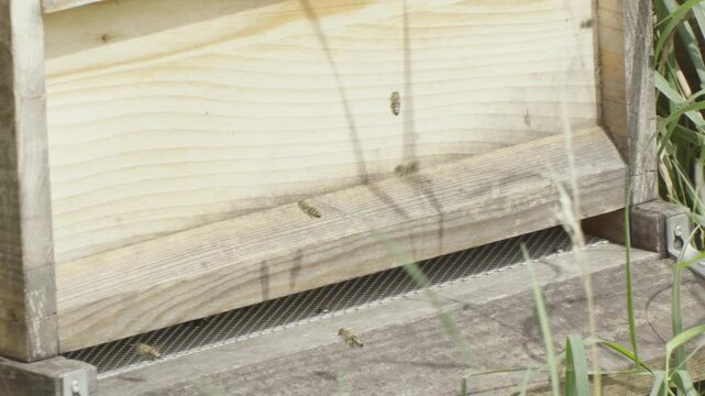 close up of a beekeeping box for honey bees. beehive flying in and out the entrance for buisy activity.