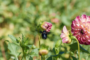 A Beautiful Insect, Xylocopa violacea, Blue Carpenter, Delicately Pollinating a Vibrant Flower in the Heart of Natures Splendor