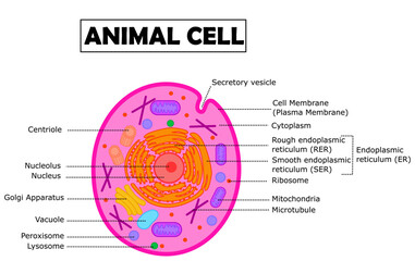Animal Cell Structure Diagram.Anatomy or organelle.Science infographic.Biology diagram.Education.Organelle of animal cell.Cross section.Cartoon vector illustration.Graphic design.