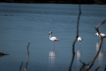 Fenicotteri in Sardegna.