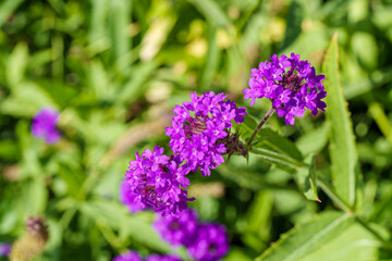 Obraz premium Stunning Vibrant Purple Flower Delicately Blooming in a Beautiful Backyard Setting