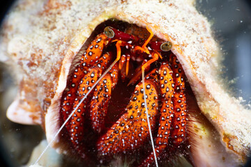Hermit Crab Sheltering in a Shell