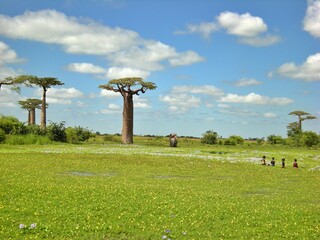 Baobab trees in Morondava, Madagascar