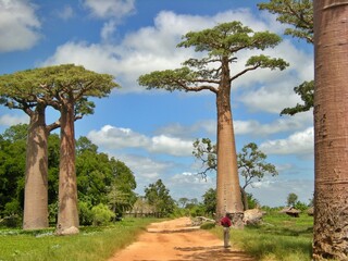 Baobab avenue in Morondava, Madagascar