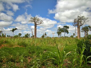 Baobab trees in Morondava, Madagascar