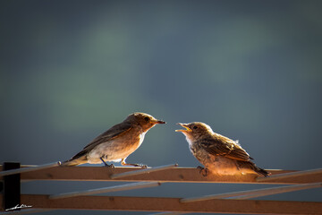 Fotografie miste, scattate in Sardegna. 