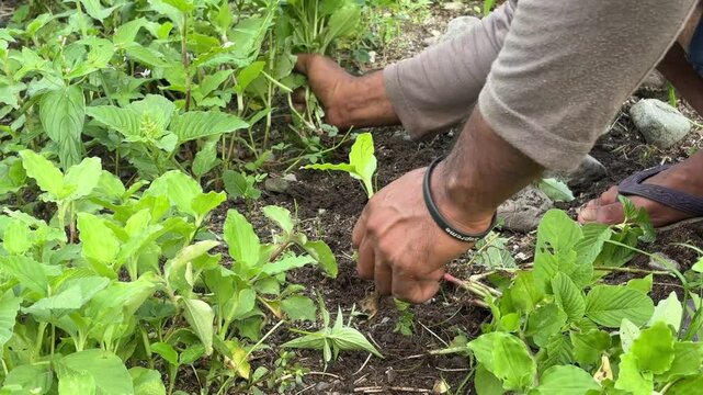 Pulling grass in the garden, a farmer who is cleaning a garden, a farmer pulling grass, a farmer pulling grass in a garden