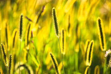 Foxtail (Setaria Pumila) with Yellow Lighting Background in the Sunset Light