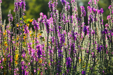 Obraz premium Purple sage flowers on green grass blurred bokeh background close up, blooming violet salvia field, summer lavender color floral landscape