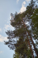  sosny,niebo © Marcin Łazarczyk