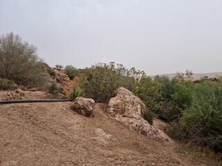 Beautiful view among the plants and trees on a cloudy day