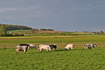 Tournai, antica fattoria nella campagna belga con bestiame e mucche al pascolo al tramonto, Fiandre - Belgio	