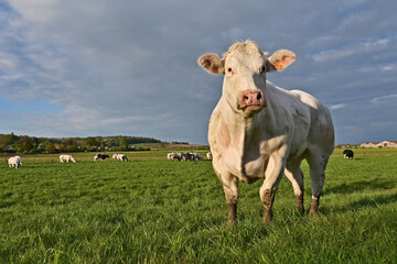 Tournai, antica fattoria nella campagna belga con bestiame e mucche al pascolo al tramonto, Fiandre - Belgio	