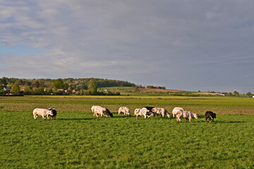 Obraz premium Tournai, antica fattoria nella campagna belga con bestiame e mucche al pascolo al tramonto, Fiandre - Belgio 