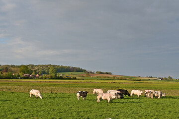 Fototapeta premium Tournai, antica fattoria nella campagna belga con bestiame e mucche al pascolo al tramonto, Fiandre - Belgio 