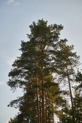  sosny,niebo © Marcin Łazarczyk