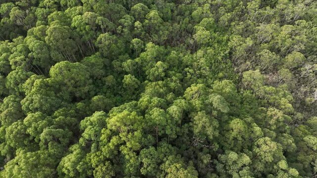 agroforestry plantation of beautiful gum Trees and shrubs in the Australian bush forest. Gumtrees and native plants growing in Australia in spring