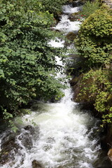 Fast Flowing Mountain Stream with white water. Thick vegetation lines the steep banks.