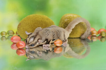 An adult sugar glider eats a ripe peanut butter fruit that has fallen to the ground. This mammal has the scientific name Petaurus breviceps.