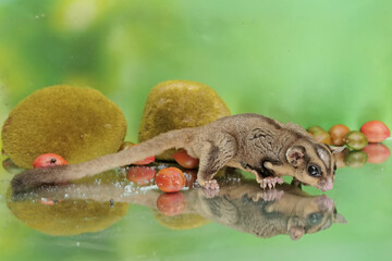 An adult sugar glider eats a ripe peanut butter fruit that has fallen to the ground. This mammal has the scientific name Petaurus breviceps.