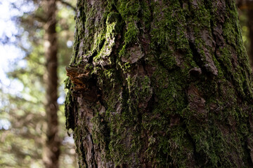 Close-up of pine bark with moss and sunlights in the forest, on natural background.