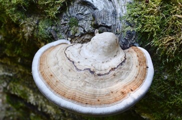 tree mushroom chaga close-up