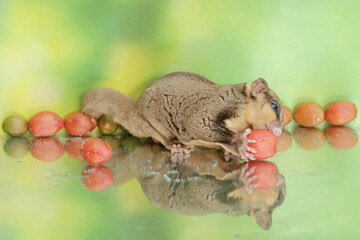 An adult sugar glider eats a ripe peanut butter fruit that has fallen to the ground. This mammal has the scientific name Petaurus breviceps.