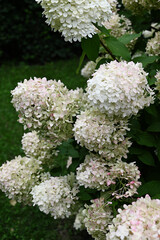 Summer private garden with blooming hydrangea Annabelle. Lush lawn edge, beautiful path. Landscape design