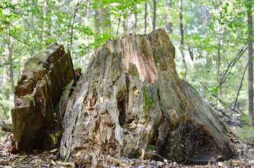 old rotten stump