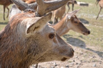 deer head close-up