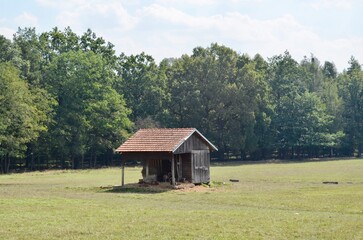 Close-up portrait of a deer. Wild deer on a green background in the park deer close-up.view of a deer in nature