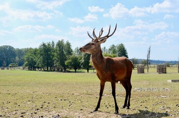 Close-up portrait of a deer. Wild deer on a green background in the park