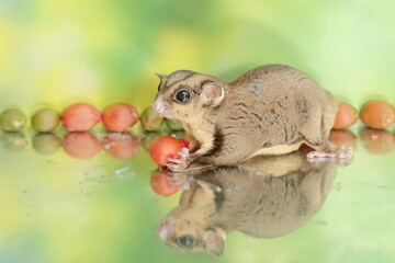 An adult sugar glider eats a ripe peanut butter fruit that has fallen to the ground. This mammal has the scientific name Petaurus breviceps.