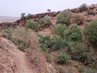 Beautiful view among the plants and trees on a cloudy day