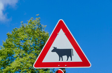 Warnschild Kuh Straße Alpen Deutschland