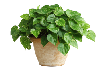 A vibrant Golden Pothos plant (Epipremnum aureum) in a rustic, beige clay pot, showcasing its heart-shaped, variegated green leaves with light yellow streaks isolated on white background.