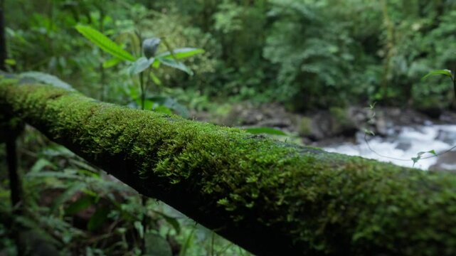 Revelando el r&iacute;o desde atras de una cerca cubierta de musgo en el bosque tropical