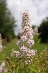 Wide angle closeup on a a rich flowering White Meadowsweet Spirea alba shrub