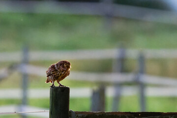  Chev&ecirc;che d'Ath&eacute;na - Athene noctua
