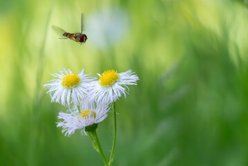 ホバリングして花を渡り映る小さなヒラタアブ