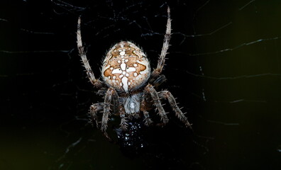 spider on the web
