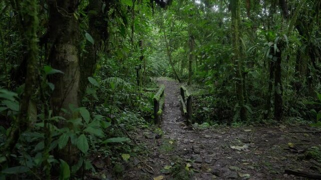 Peque&ntilde;o puente cubierto de musgo en medio del bosque tropical en un dia nublado